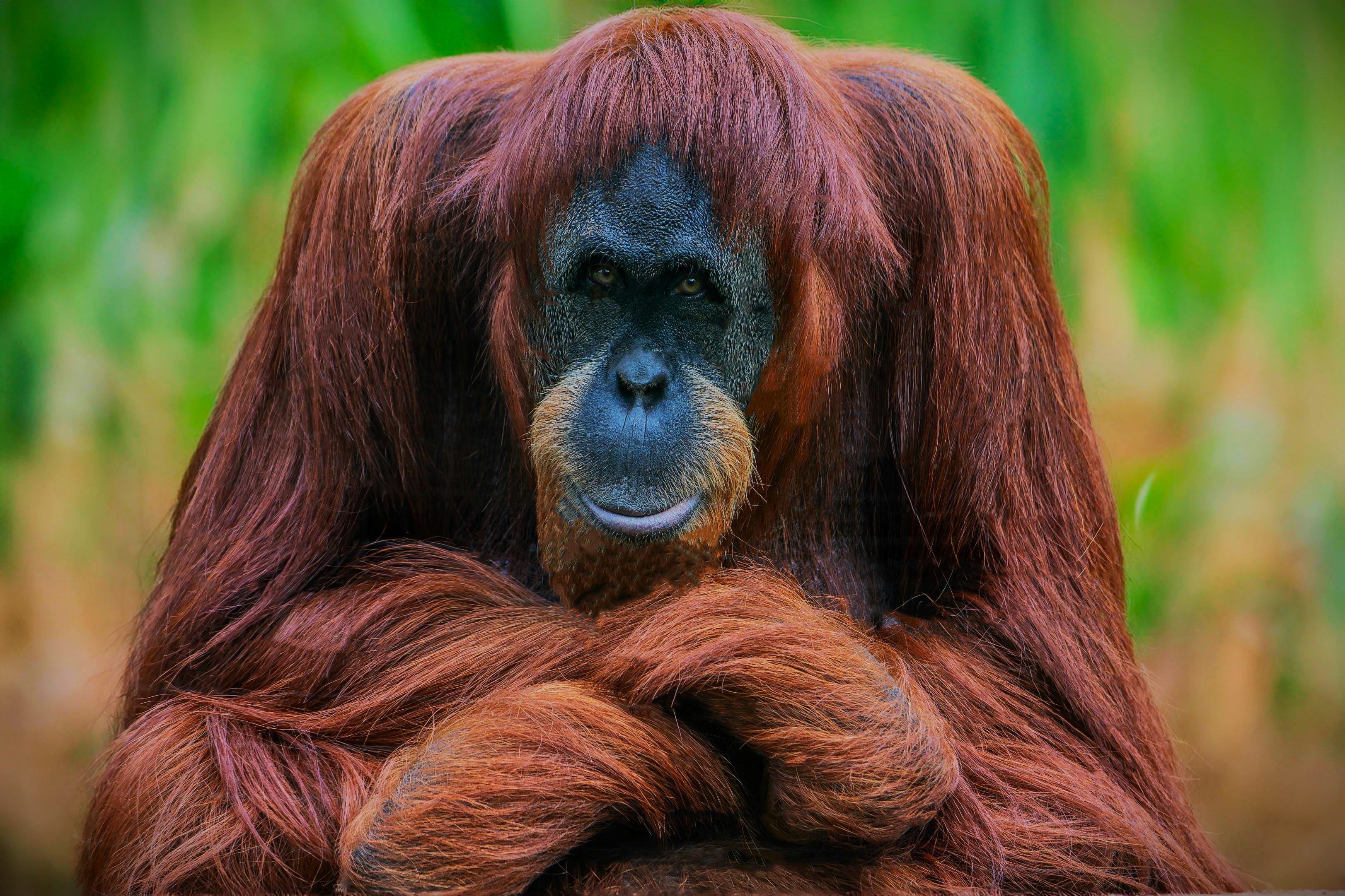 Sumatran Orangutan